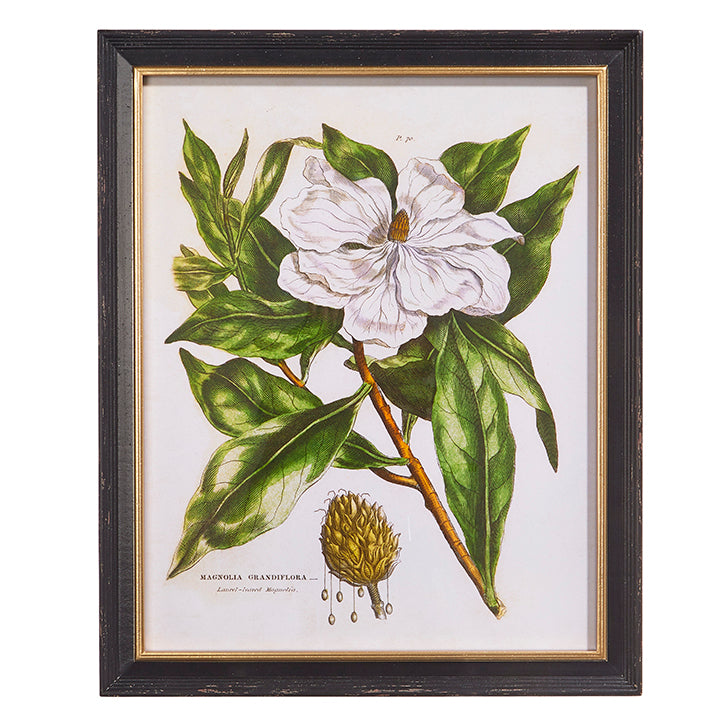 28" Magnolia Framed Print